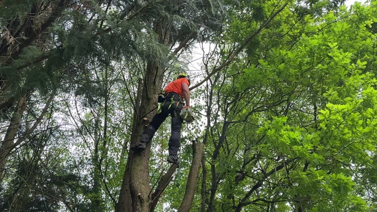 Best Palm Tree Trimming  in Barton Creek, TX