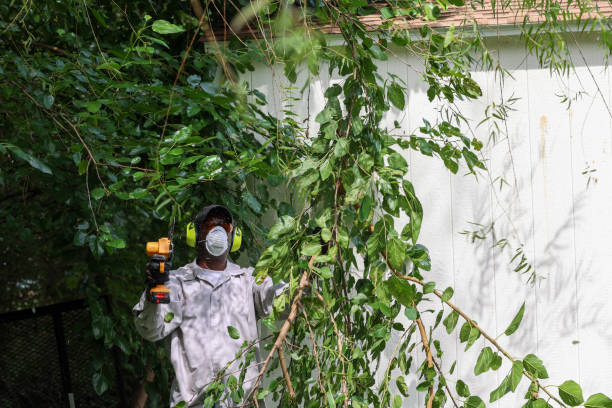 How Our Tree Care Process Works  in Barton Creek, TX